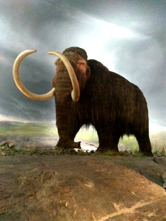 猛犸模型.jpg