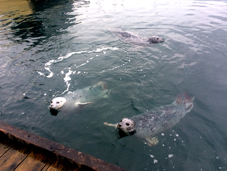 Marina 码头:海豹.JPG