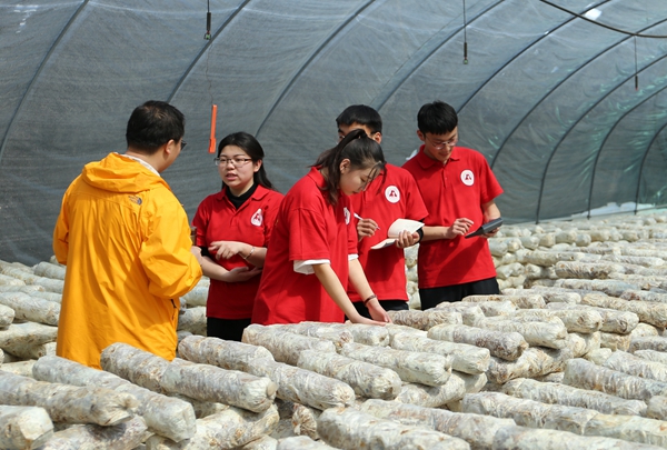 图为燕京理工学院师生调研香菇种植基地，为“互联网+特产”网络营销做准备 李家曾摄.JPG